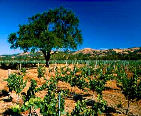 Vineyards on Route 128 near Boonville Mendocino Co California   Anderson Valley AVA