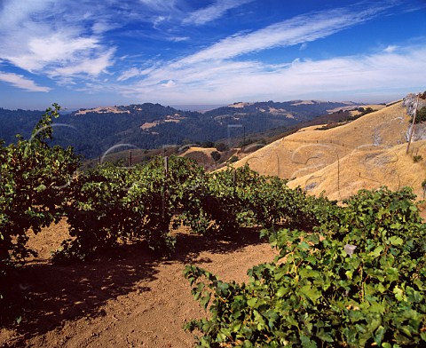 Merlot vines in the Ridge Monte Bello Vineyard high in the Santa Cruz Mountains Cupertino California Santa Cruz Mountains AVA