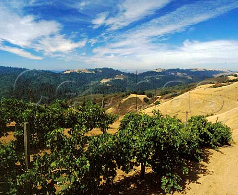 Merlot vines of Ridge Vineyards on   Montebello Ridge Santa Clara Co California   Santa Cruz Mountains AVA