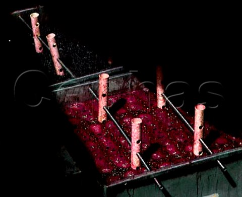 Fermenting Cabernet Sauvignon Tubes are fixed to a grid which keeps the grapeskin cap submerged to avoid bacterial attack   Ridge Vineyards Cupertino Santa Clara Co California