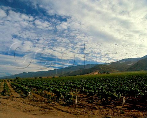 Sleepy Hollow vineyard in the Salinas valley   Gonzales Monterey Co California