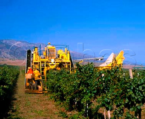Machine harvesting of Pinot Noir grapes destined   for Sebastiani     Arroyo Seco Monterey Co    California