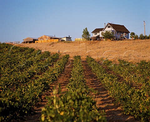 Zinfandel vines of Wine Bush Vineyards   Paso Robles San Luis Obispo Co California
