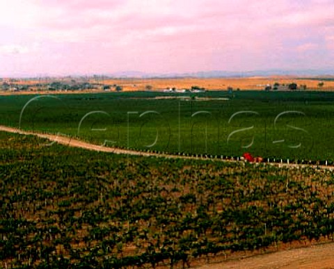 Vineyards of Meridian Winery Paso Robles San Luis   Obispo Co California