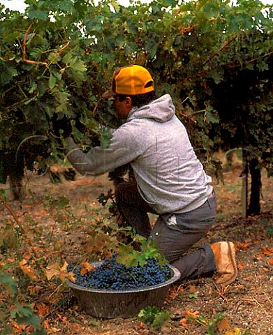 Picking Cabernet Sauvignon grapes of Meridian   Winery Paso Robles San Luis Obispo Co California