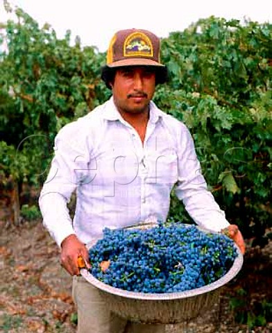 Picker with Cabernet Sauvignon grapes   Meridian Winery Paso Robles   San Luis Obispo Co California