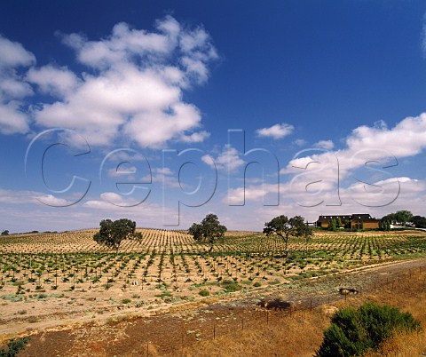 Eberle winery and vineyard Paso Robles San Luis Obispo Co California