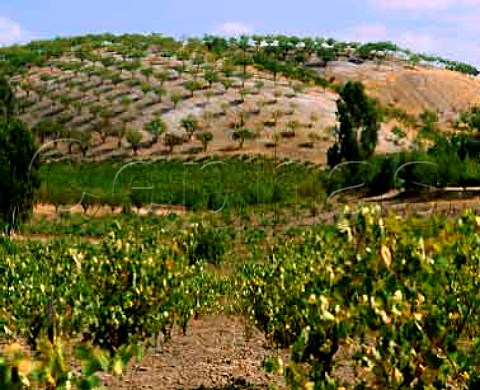 Vineyards of Twin Hills winery Paso RoblesSan Luis   Obispo CoCalif