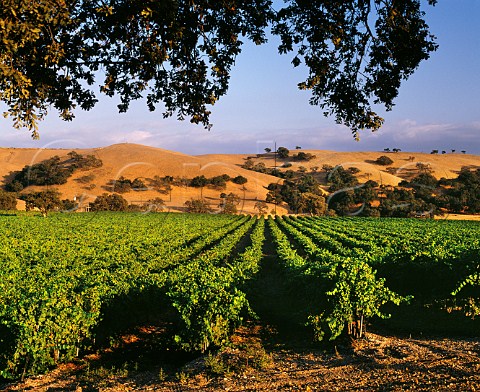Firestone vineyards Los Olivos Santa Barbara County California Santa Ynez Valley