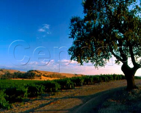 Firestone vineyards Santa Ynez Valley Santa   Barbara CoCalifornia