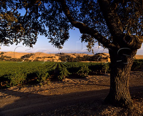 Firestone Vineyards Los Olivos   Santa Barbara Co California   Santa Ynez Valley