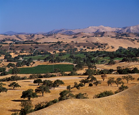 Firestone vineyards near Los Olivos Santa Barbara Co California  Santa Ynez Valley