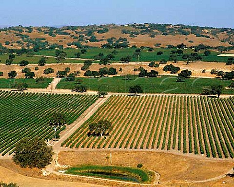 Firestone vineyards Santa Ynez valley Santa   Barbara Co California