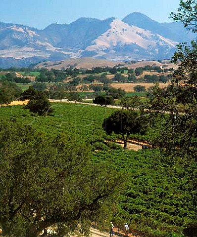 Firestone Cabernet Sauvignon vineyard  Santa Barbara Co California  Santa Ynez Valley