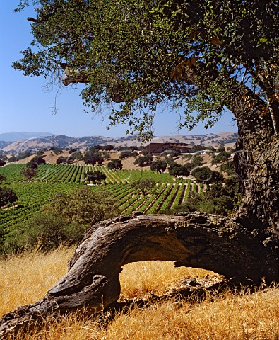 Firestone winery viewed over Cabernet Sauvignon vineyard Los Olivos Santa Barbara County California   Santa Ynez Valley