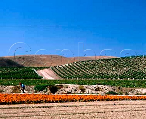 Vineyards and marigolds near Los Alamos Santa   Barbara CoCalifornia