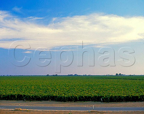 Vineyards by Papagni Winery near Merced in the   Central Valley California