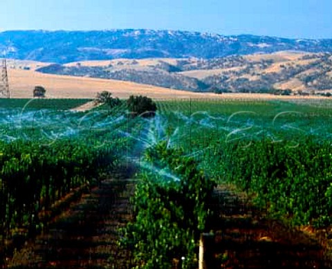 Irrigation of vineyards after the harvest in the   Livermore Valley Alameda Co California