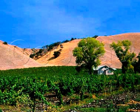 Wente Bros vineyards by their Sparkling Wine   Cellars in the Livermore Valley Alameda Co   California
