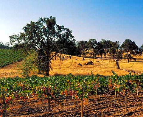 Kenworthy Vineyards in the Shenandoah Valley Amador   Co California    Sierra Foothills