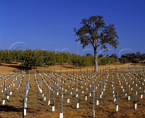 Young vines with milk carton protection against   rabbits   Baldinelli Vineyards Amador Co   California Shenandoah Valley  Sierra Foothills