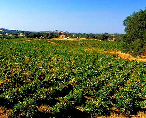 Vineyards in Shenandoah Valley Amador Co Sierra   Foothills California