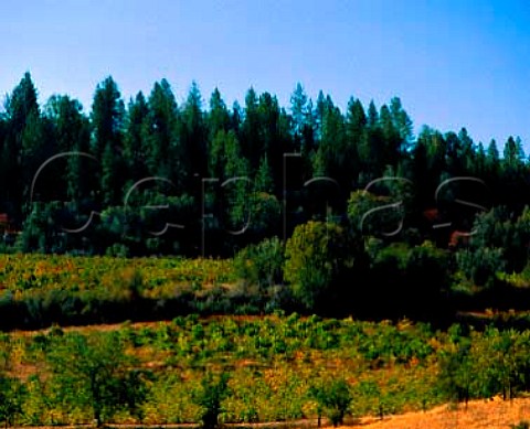 Vineyards in Shenandoah Valley Amador County California Sierra Foothills