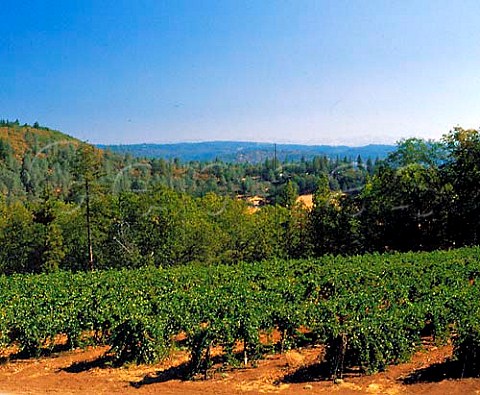 Sierra Vista vineyard with the Sierra Nevada in   distance  Pleasant Valley El Dorado Co   California Sierra Foothills