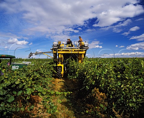 Machine harvesting of Riesling grapes for   Columbia Crest winery Paterson Washington USA   Columbia Valley AVA