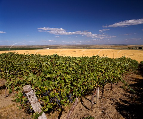 Cabernet Sauvignon vines of Champoux Vineyards  in the Horse Heaven Hills south of Prosser    Washington USA    Columbia Valley AVA