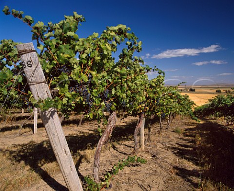 Cabernet Sauvignon vineyard of Chateau Champoux in the Horse Heaven Hills south of Prosser Washington USA    Horse Heaven Hills AVA