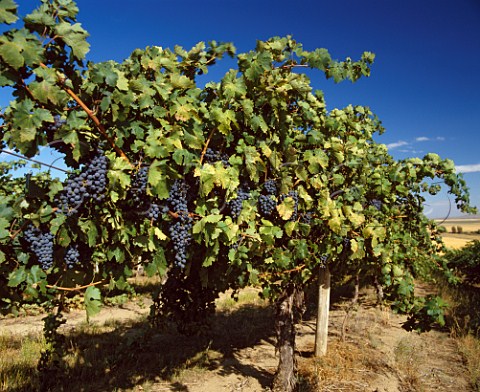 Cabernet Sauvignon vineyard of Chateau Champoux in the Horse Heaven Hills south of Prosser Washington USA Horse Heaven Hills AVA