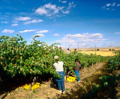 Picking Cabernet Sauvignon of Champoux Vineyards in   the Horse Heaven Hills near Paterson Washington   USA    Columbia Valley AVA