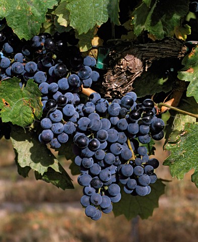 Blaufrankisch grapes aka Lemberger