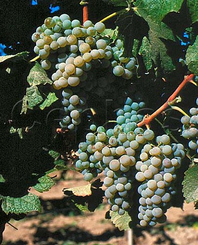 Semillon grapes Yakima Valley Washington USA