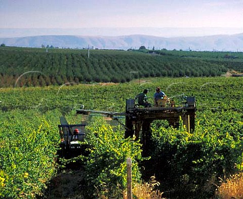Machine harvesting of Gewurztraminer in vineyard of   Covey Run Vintners Zillah Yakima Valley Washington