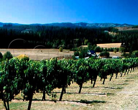 Tualatin Vineyards Washington Co Oregon