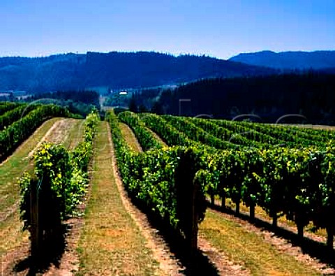 Tualatin Vineyards Washington Co Oregon USA