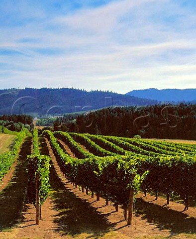 Tualatin Vineyards Washington Co Oregon