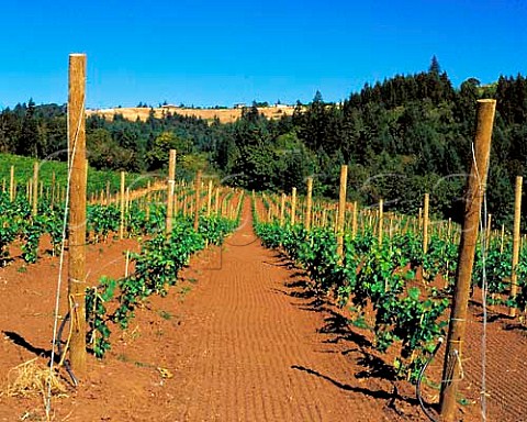 Young Pinot Noir vineyard of Erath Winery in the Red   Hills near Dundee Yamhill Co Oregon