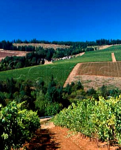 Erath Vineyards winery surrounded by Knudsen Vineyards seen from Maresh Red Hills vineyard near Dundee Yamhill Co Oregon  Willamette Valley AVA