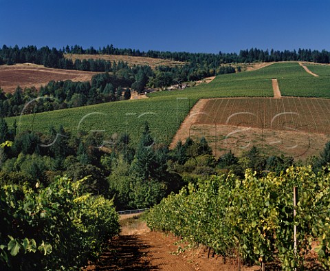 Erath Vineyards winery surrounded by Knudsen  Vineyards viewed from Maresh Red Hills  vineyard Near Dundee Yamhill Co Oregon  Willamette Valley AVA