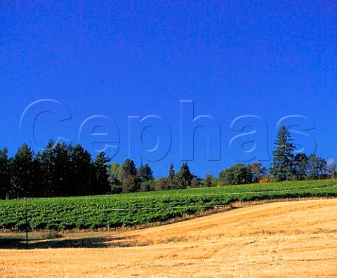 The original Eyrie Vineyard of David Lett   near Dundee in the Willamette Valley   Yamhill Co Oregon USA   The pine tree is the symbol that appears on   his labels