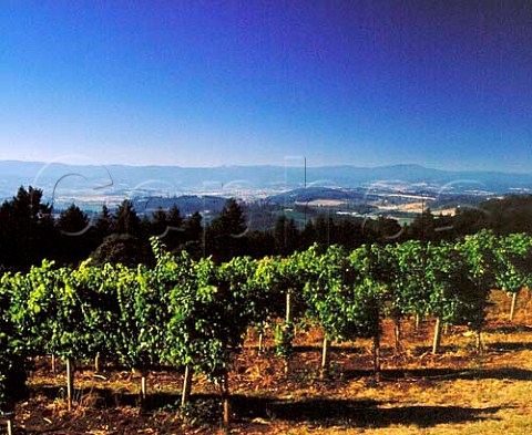 Stone Hedge vineyard of Eyrie Vineyards   near Dundee Oregon    Willamette Valley AVA
