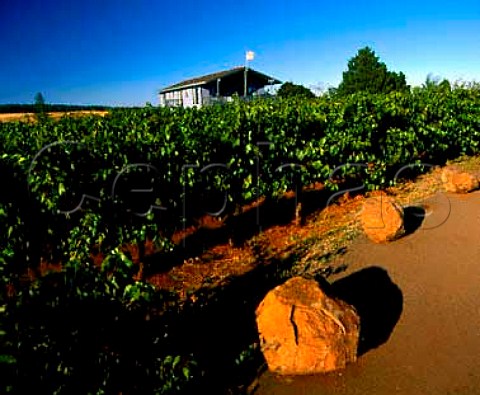 Stone Hedge vineyard of Eyrie Vineyard   near Dundee Oregon    Willamette Valley AVA