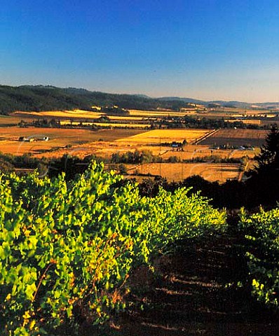 Amity vineyards overlooking the Willamette Valley   Yamhill Co Oregon