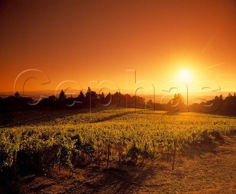 Sunset over Amity Vineyards Amity   Yamhill Co Oregon USA   Willamette Valley  