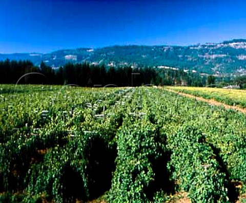 Hillcrest Vineyard Roseburg Oregon USA  Planted in 1961 it was the first Vinifera vineyard   in the state   Umpqua Valley