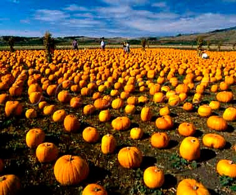 Pumpkins for sale at Half Moon Bay just south of   San Francisco on coastal highway Route 1 California   USA