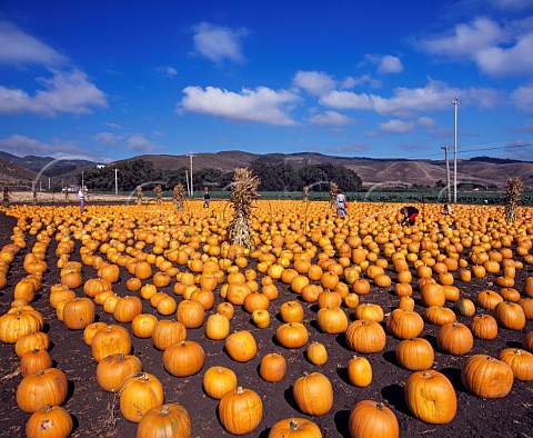 Pumpkins for sale at Half Moon Bay   south of San Francisco California